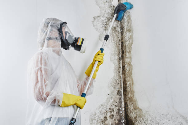 Best Black Mold Remediation in Forest View, IL