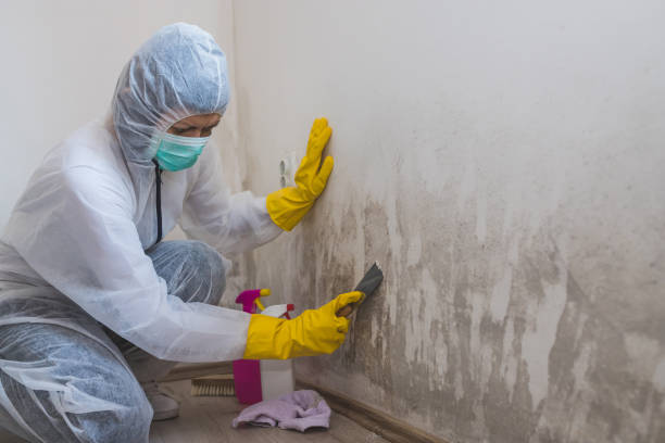 Best Localized Mold Remediation (e.g., coastal areas, humid climates) in Forest View, IL
