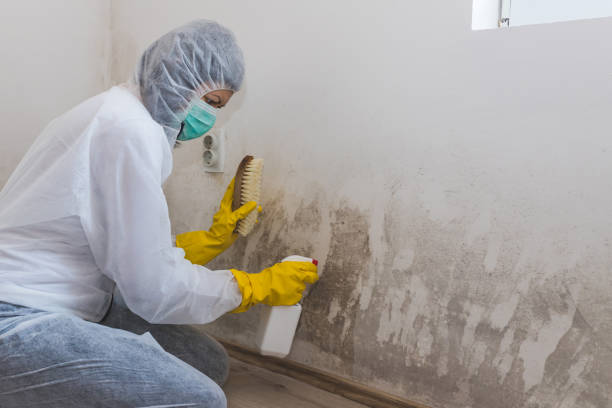 Best Industrial Mold Remediation in Forest View, IL