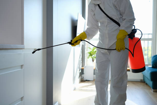 Best White Mold Remediation in Forest View, IL