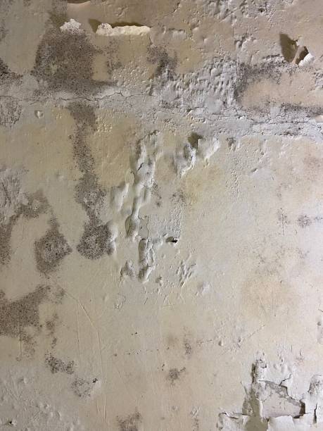 Best Crawl Space Mold Remediation in Forest View, IL