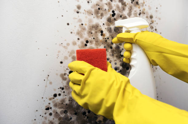 Best Attic Mold Remediation in Forest View, IL
