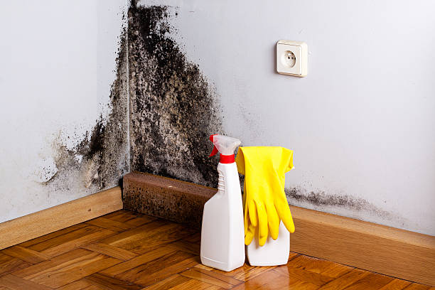Best Residential Mold Remediation in Forest View, IL
