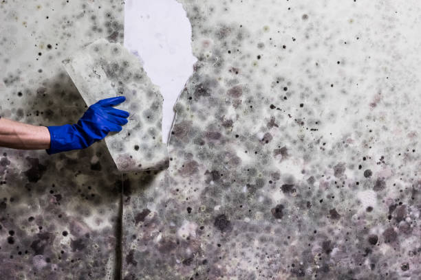 Best Post-Flood Mold Remediation in Forest View, IL
