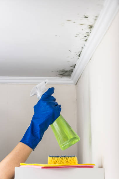 Best Residential Mold Remediation in Forest View, IL